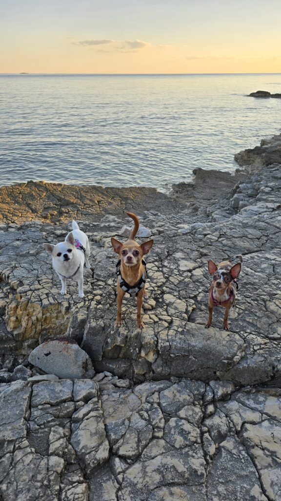 Hundeschule kleine Hunde