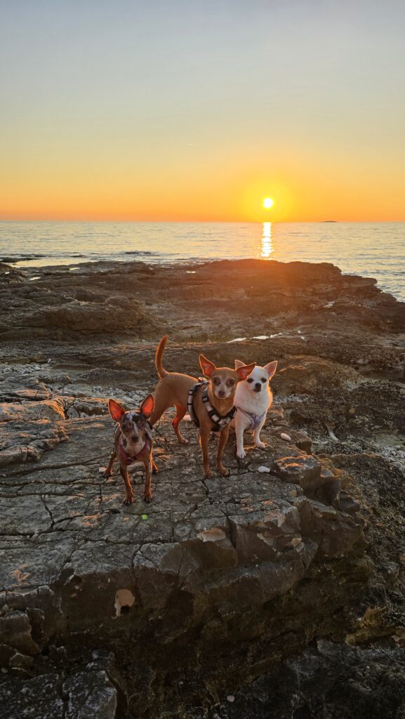 Hundeschule Emskirchen, Neustadt, Herzogenaurach