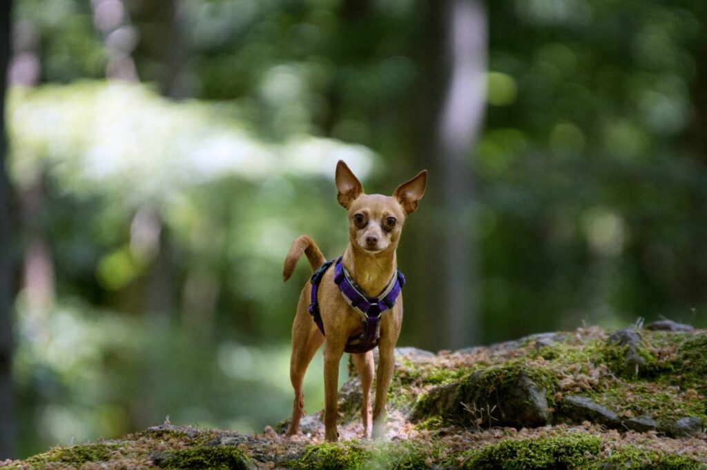 Minipinscher Hundetraining Hundeerziehung