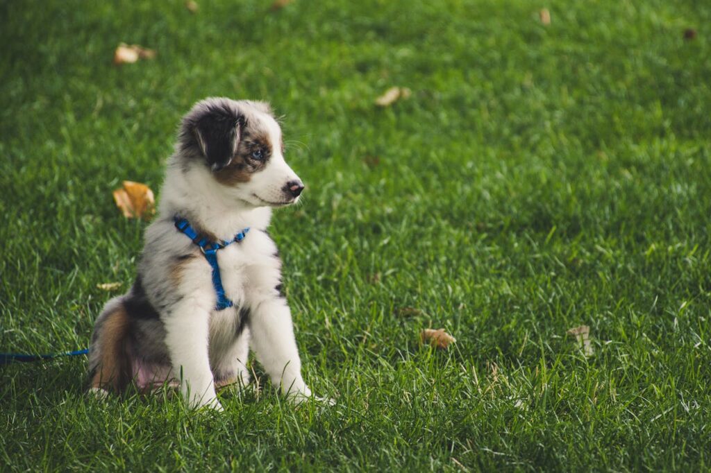 Australian Shepherd Welpe, Welpenerziehung, Hundeschule, Welpenkurs, Gruppentraining