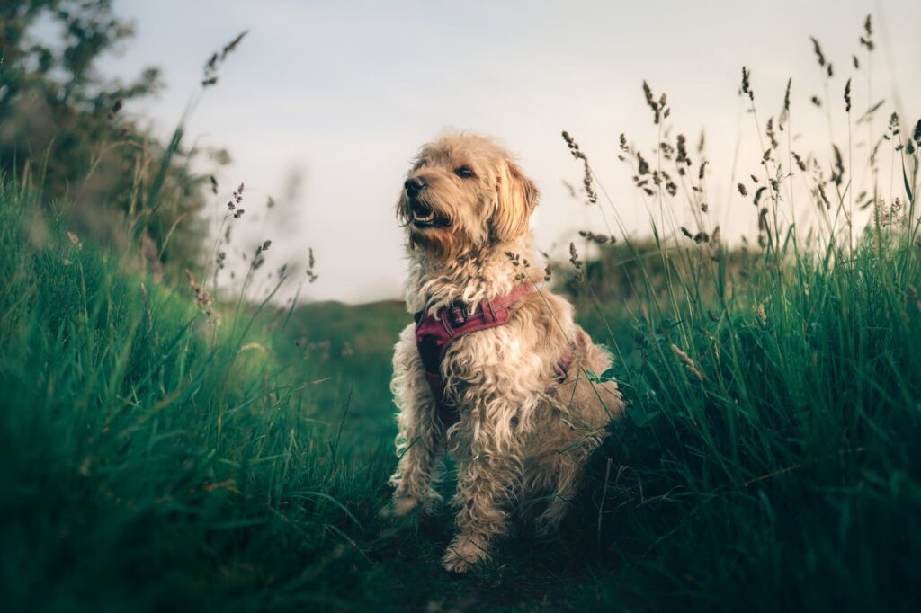 Welpenkurs, Hundeschule, Gruppenkurs