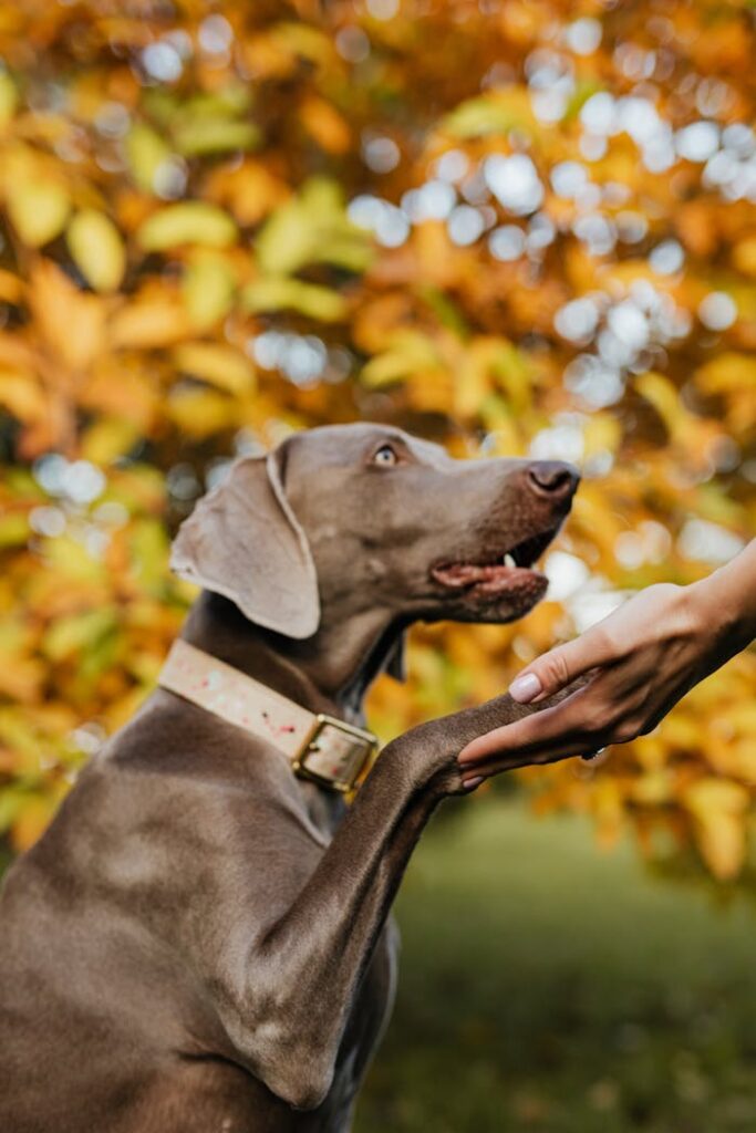 Weimaraner, Hundetraining, Einzeltraining, Problemverhalten, Problemhund