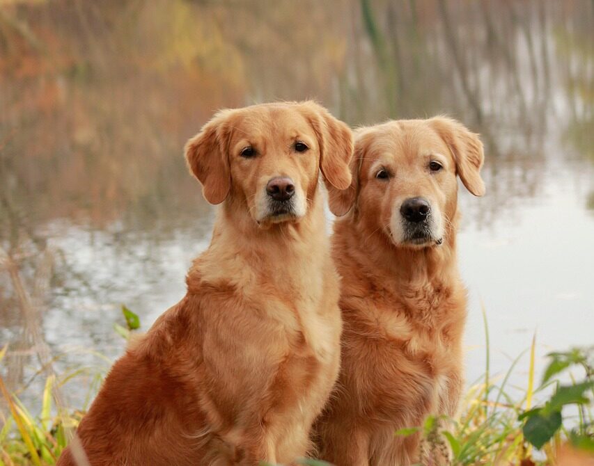 Duotraining zwei Teams Hundetraining Einzeltraining Hundeschele